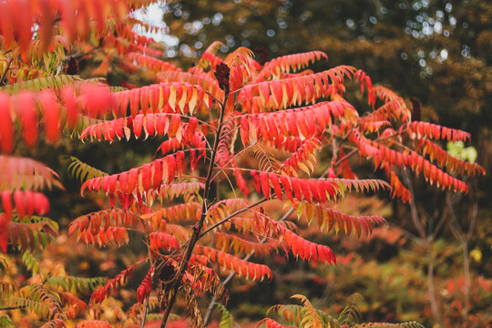 Sumach naked Rhus gl bra plant in autumn with yellow and red leaves
