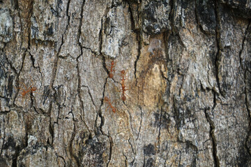 Red ant on the bark of a tree Use as a texture image