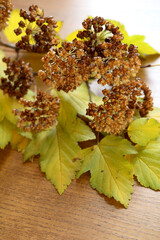 Autumn dry branches with bladder seeds
