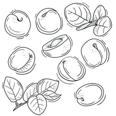 vector illustration of apricot in Doodle style. outline drawing of an apricot. the minimalistic design of fruit.