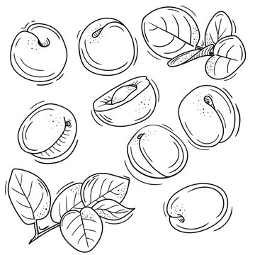 vector illustration of apricot in Doodle style. outline drawing of an apricot. the minimalistic design of fruit.