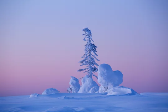 A heart-shaped pile of snow on a cold winter evening after sunsert at  Riisitunturi National park, Northern Finland Photos | Adobe Stock