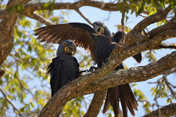 Hyacinth Macaw parrot
