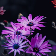 beeautiful purple flowers in the garden in autumn season