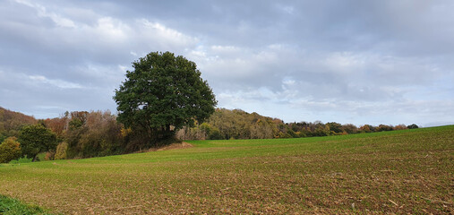 Königswinter Germany November 2020 lonely big tree on the field in front of the forest