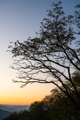 Fototapeta na wymiar An autumn tree in the sunset in the misty hills