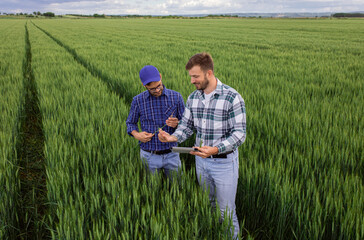 Two farmers standing in green wheat field examining crop during the day.