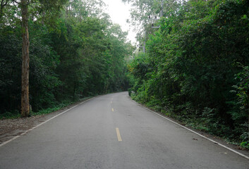An empty road in the middle of the fertile forest
