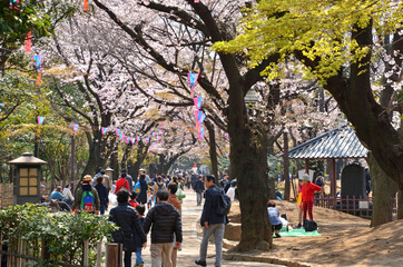 桜の名所飛鳥山公園でお花見
