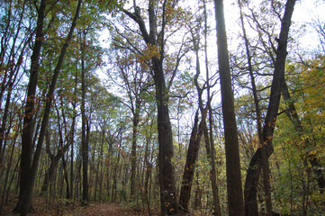 Autumn Forest Trees Nature Leaves 