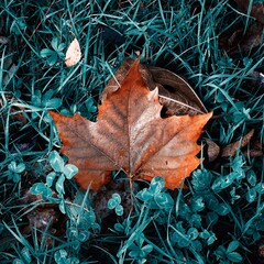 brown maple leaf  on the green grass in autumn season