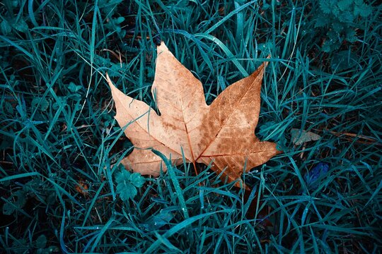 brown maple leaf  on the green grass in autumn season