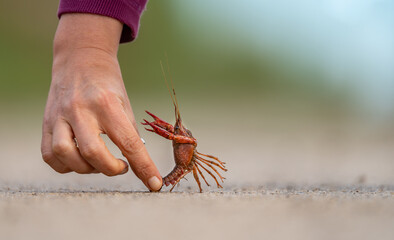 Funny crayfish attacking hand over the road