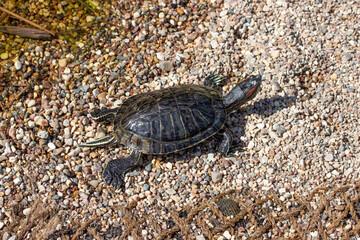 Little Trachemys scripta turtle on a pebble beach, wild turtle crawling along the shore, horizontal nature