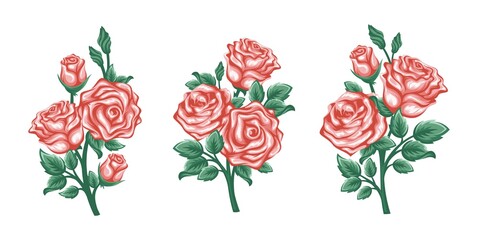 Vector set of branches roses isolated on a white background. - Vector