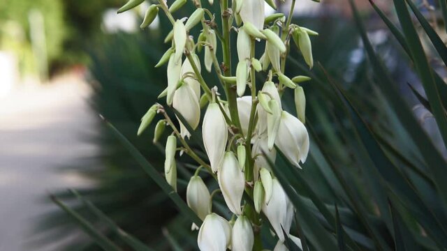 Yucca plant Yucca filamentosa has sword-shape leaves, white flower blooming in the garden.