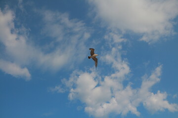 kite in the sky