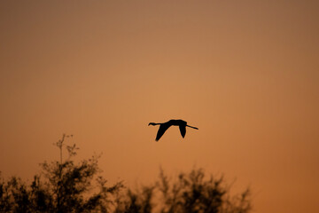 Flamenco flying at dawn.