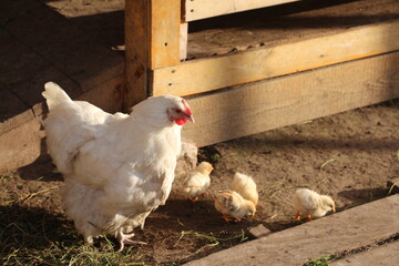 range chickens in farm