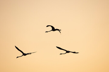 Silhouette of three flamingos in flight.