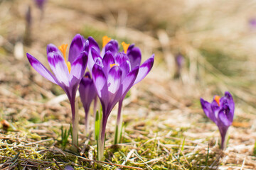 Crocuses in the valley. Spring in tatra mountains. Sunny weather.