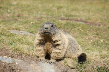 Naklejka na ściany i meble attentive alpine marmot in the swiss mountains