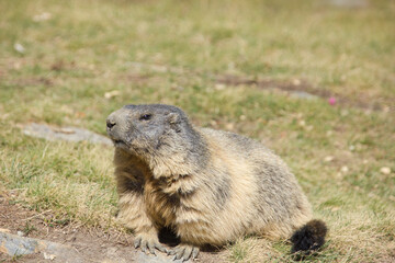 alpine marmot on a sunn dayin switzerland
