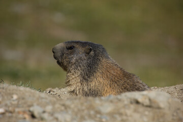 alpine marmot somewhere in Switzerland on a sunny day