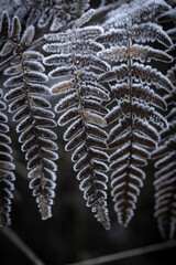 
frozen leaf