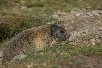 alpine marmot walking around in front of ist lair