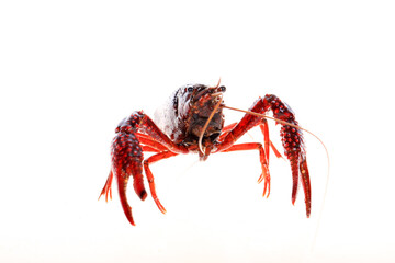Crawfish