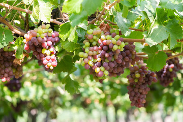 Grapes at Colchagua valley