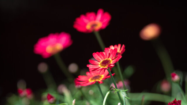 Fleurs de printemps
