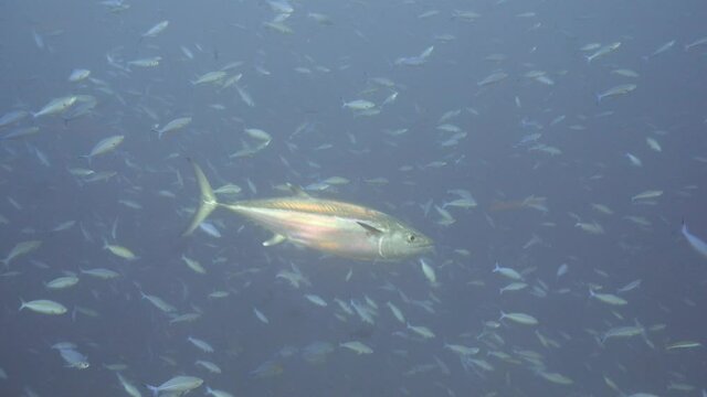 Big tuna swimming in water filled with plankton in maldives