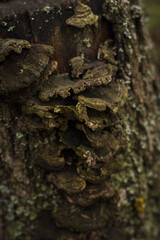 Mushrooms growing on a wooden stump. Small depth of field
