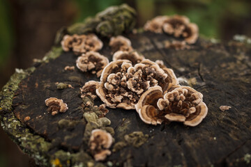 Mushrooms growing on a wooden stump. Small depth of field