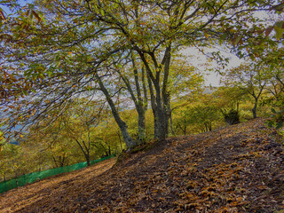 estación del otoño entre los castaños del valle del Genal en Málaga