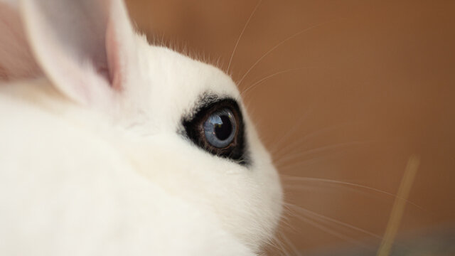 Lapin blanc portrait