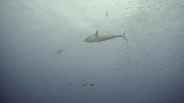 Big tuna swimming in water filled with plankton in maldives