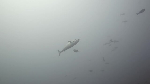 Big tuna swimming in water filled with plankton in maldives