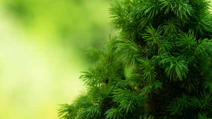 Sapin vert