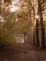 Fototapeta premium Autumn forest with beautiful sunrays during sunrise