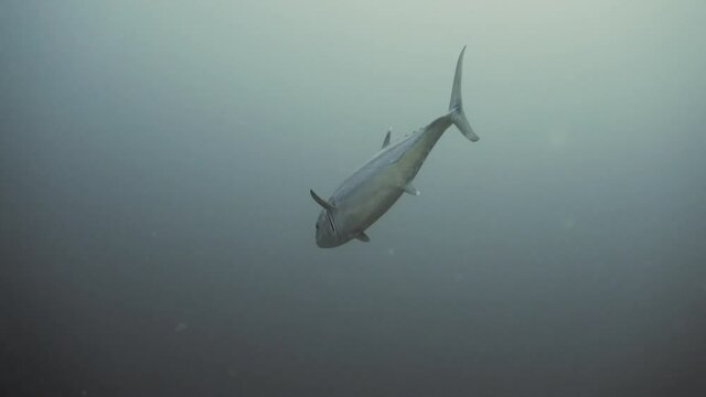 Big tuna swimming in water filled with plankton in maldives