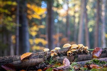 Still life with mushrooms in colorful autumnal forest