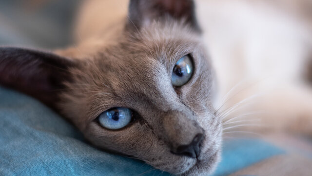 Regard de chat