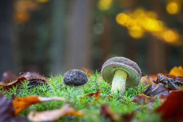 Detail of boletus in amazing colorful autumnal forest