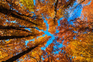 Arbre orange avec ciel bleu, à l'automne