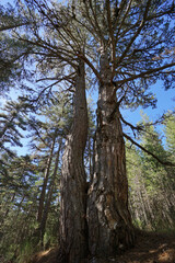 Typical landscape of forest and nature in the Sila National Park in Italy