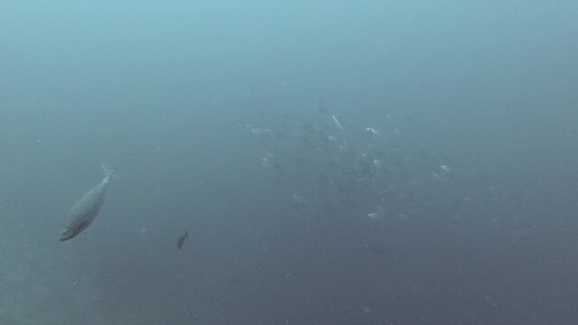 Huge school of tunas swimming in water filled with plankton in maldives