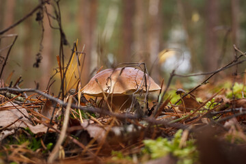 White mushroom in the forest. (Boletus edulis). Small depth of field.